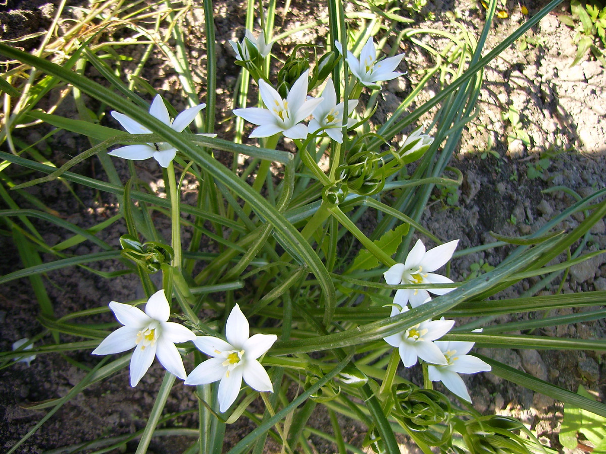 Цветок крокосмия Crocosmia посадка и уход фото выращивание